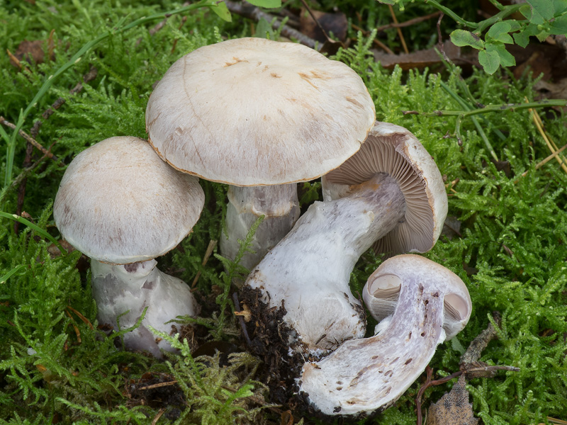 Cortinarius quarciticus